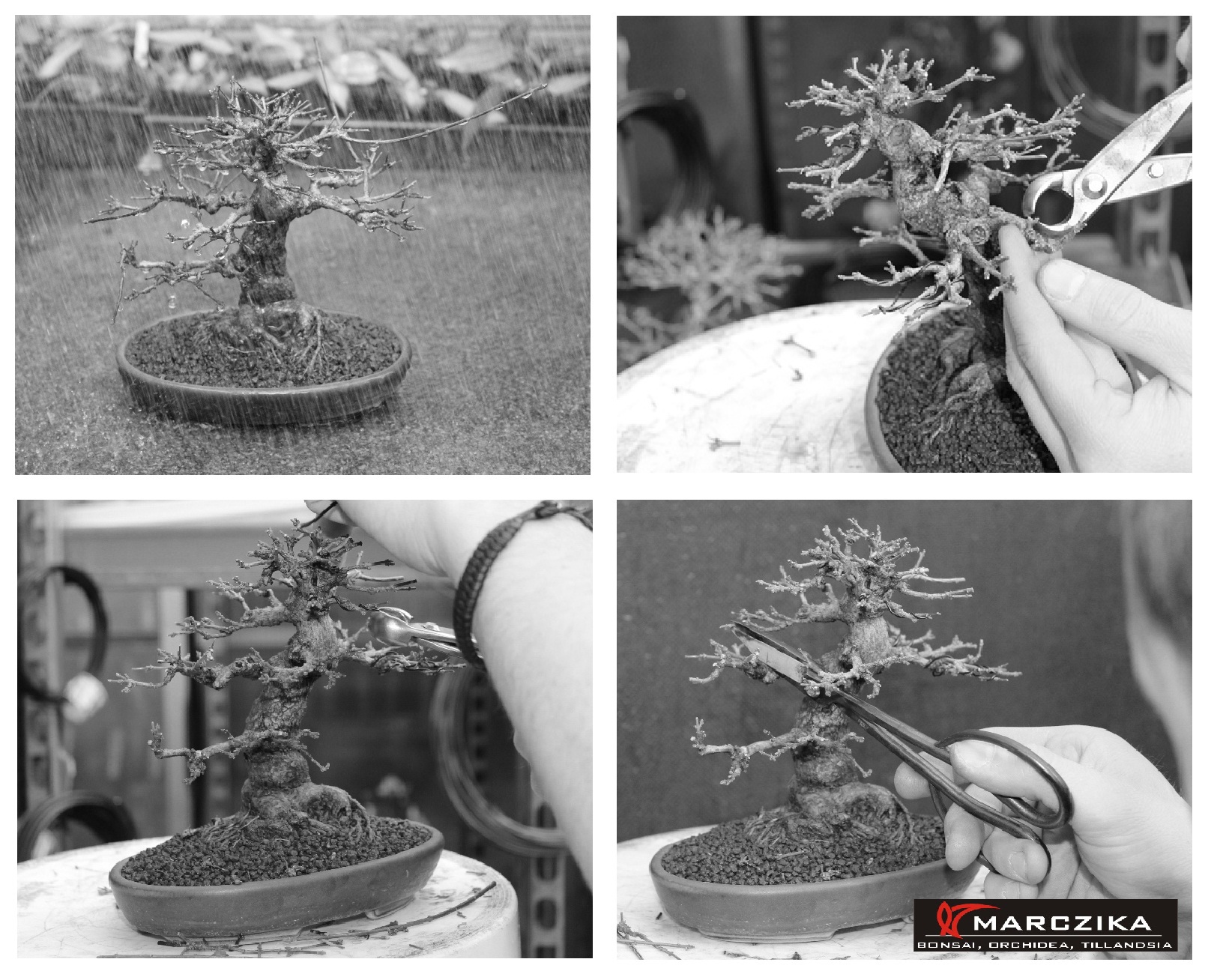 bonsai öntözése, bonsai metszése, bonsai alakítása, Az átültetett bonsai öntözését követő bonsai metszése és a bonsai alakítása.